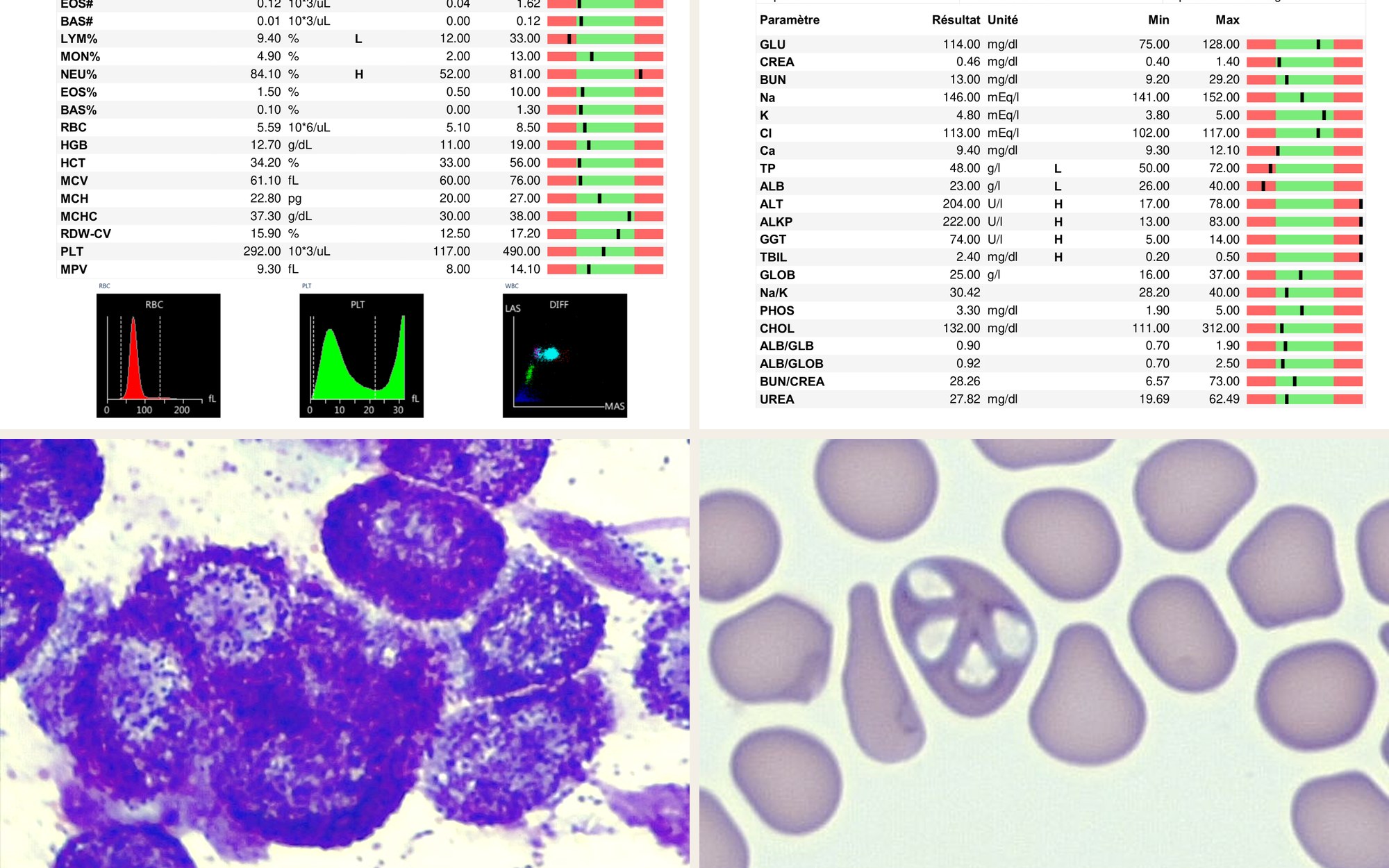 Analyses à la clinique : cytologie de mastocytome, frottis de piroplasmose, numération formule et biochimie