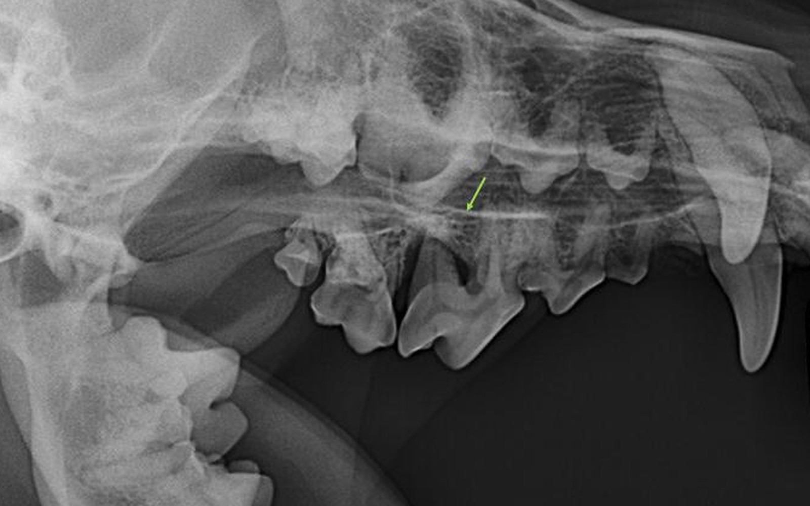 Radiographie dentaire : arcade et dents d'un chien
