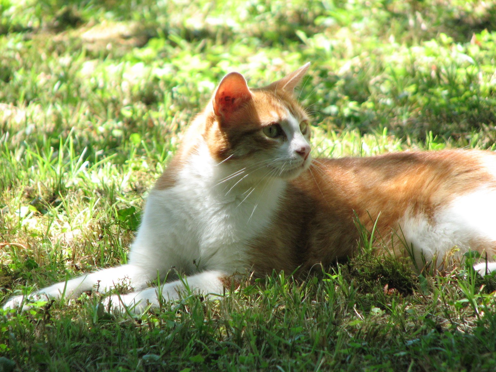 Chat roux et blanc allongé dans l'herbe