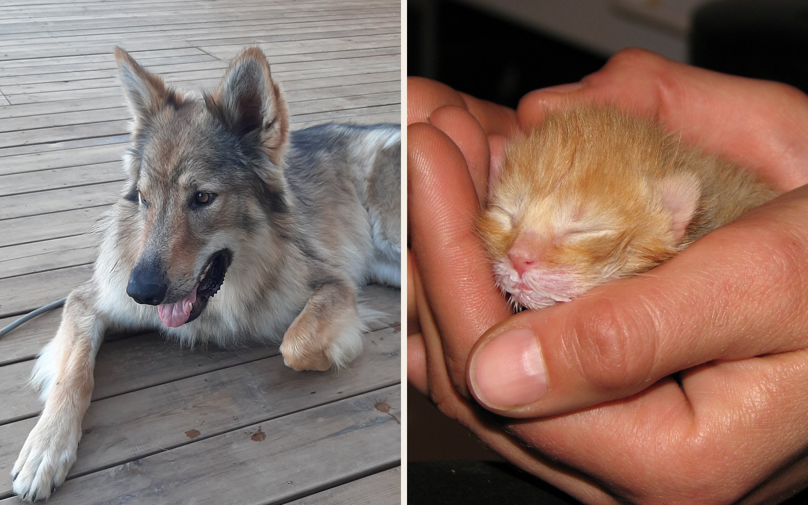 Deux patients aux tailles extrêmes : un loup tchèque de près de 90 cm au garrot, et un chaton nouveau-né qui tient dans la main