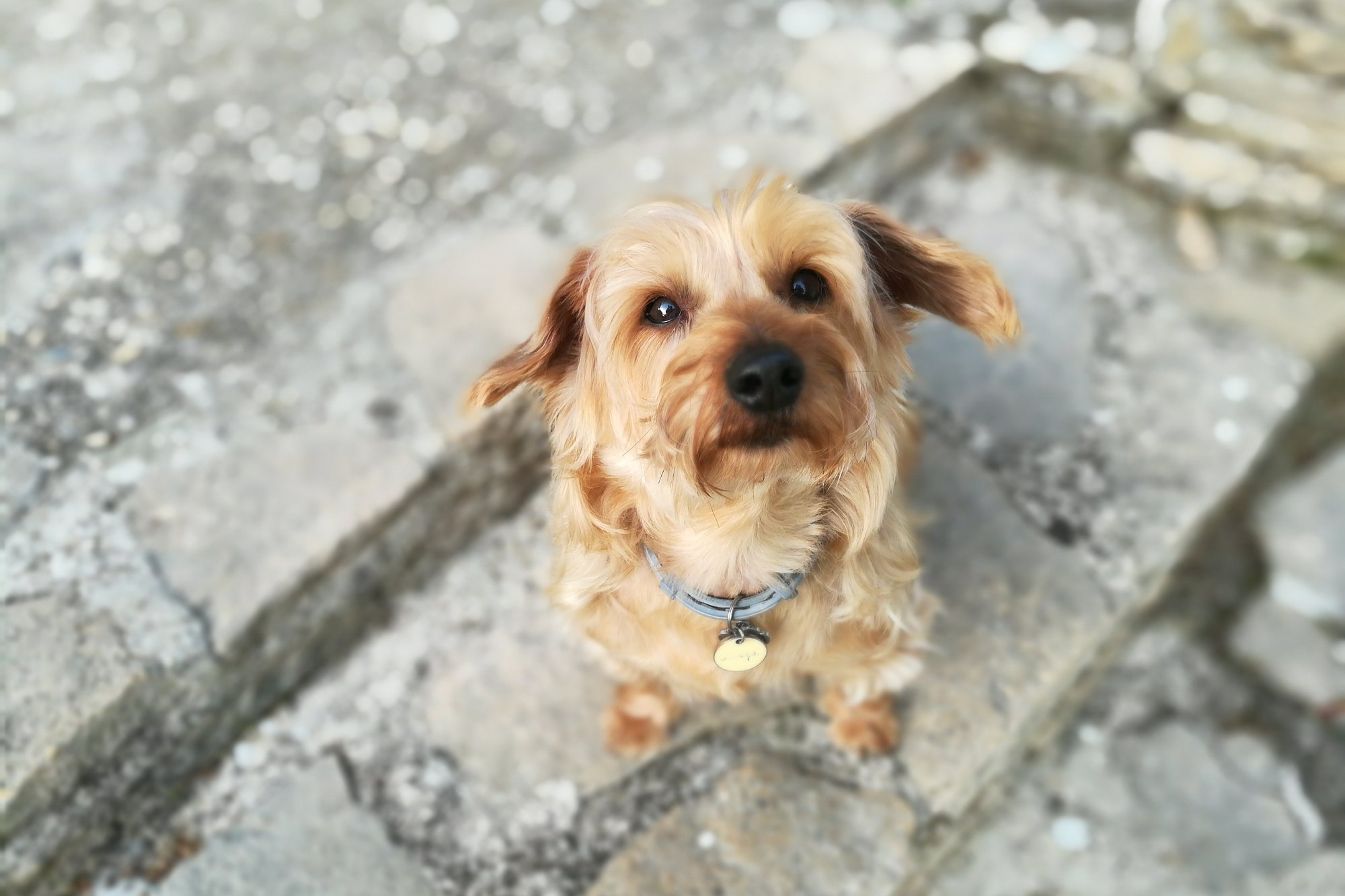 Petit chien identifié, médaille au collier