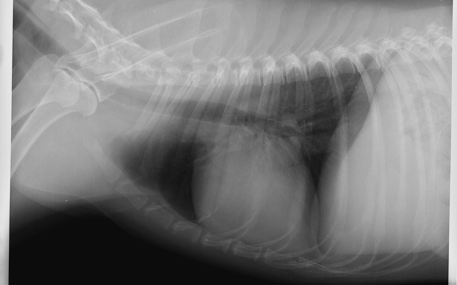 Radiographie thoracique numérique réalisée à la clinique