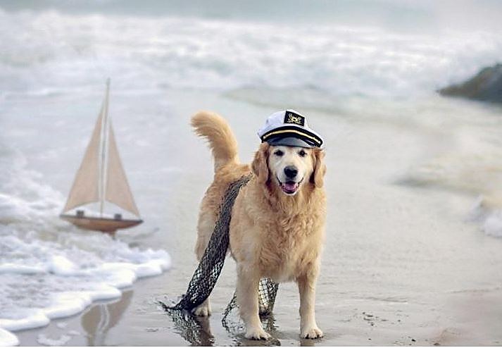 Capt'ain, golden retriever senior
