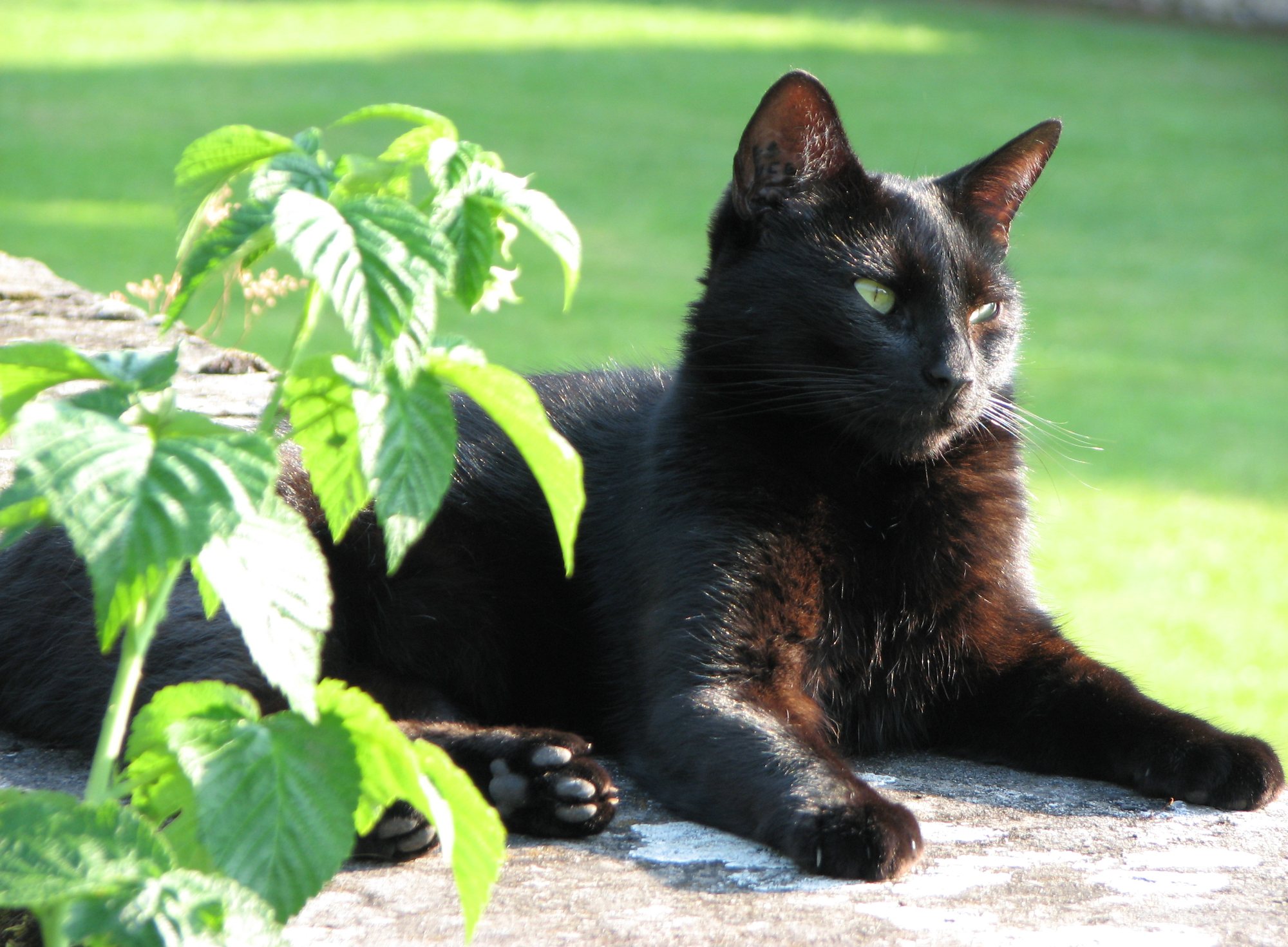Chat noir au soleil, dans le jardin